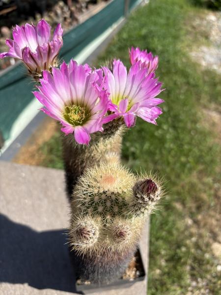 Echinocereus websterianus